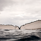 Illustration for article titled These beautiful portraits of whales will make you weep at the wonder of the universe (no, really)